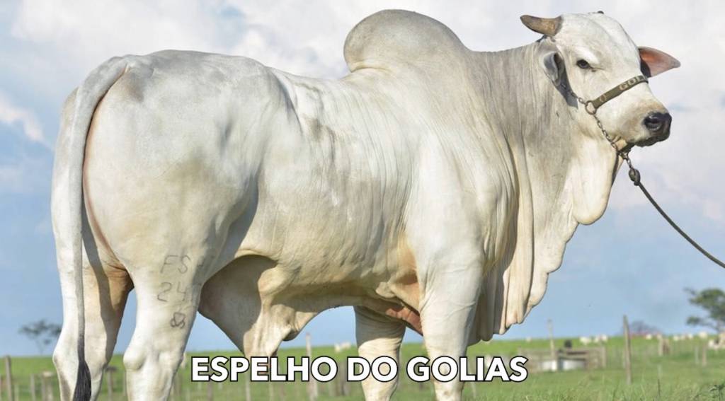 Domingo com oferta especial de sêmen do Genética BR às 20h30 no Canal do Boi