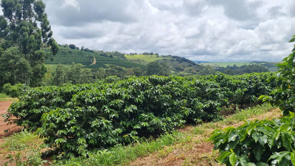 Chuvas reforçam expectativa de safra 2026/27 recorde para o café