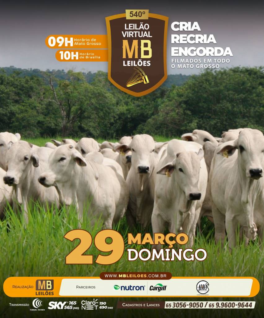 MB Leilões oferta animais para cria, recria e engorda neste domingo no Canal do Boi e Agro Canal