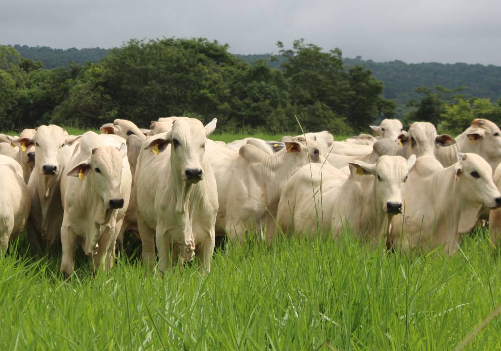 Solo degradado já custa mais caro que insumos, alerta especialista