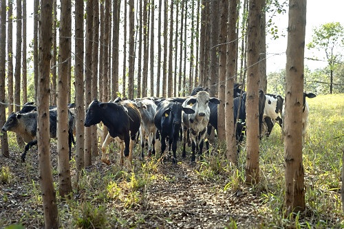 Embrapa capacita auditores para certificar Carne Baixo Carbono