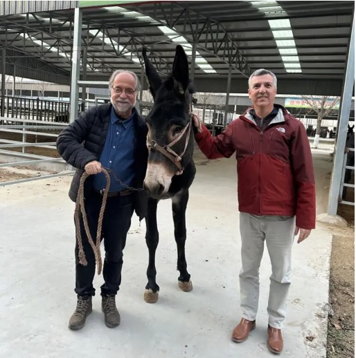 Intercâmbio Brasil-China fortalece pesquisas em reprodução e produção de leite asininos