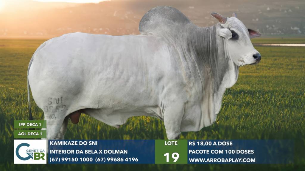 Genética BR realiza venda especial de sêmen dos melhores touros do mercado hoje às 21h30 no Canal do Boi