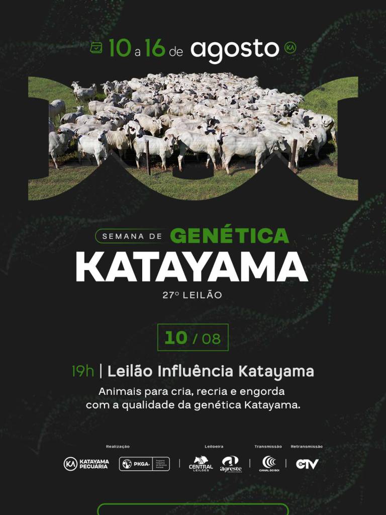 Leilão Influência Katayama oferta gado de corte nesta segunda-feira no Canal do Boi