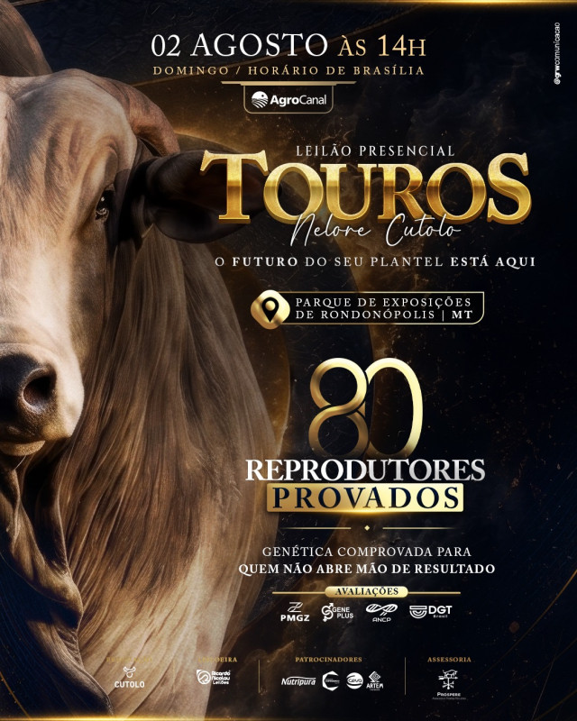 Leilão Touros Nelore Cutolo traz 80 reprodutores provados neste domingo no AgroCanal