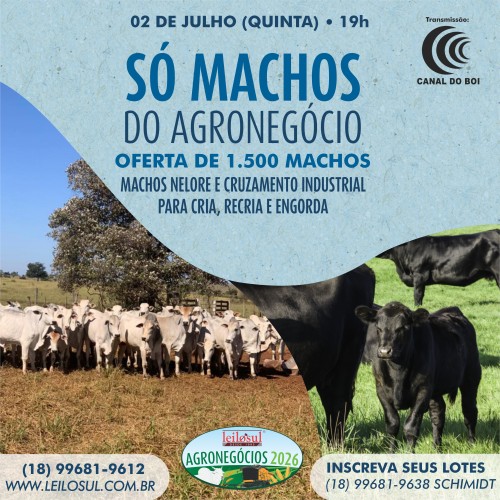 Leilão Só Machos do Agronegócio acontece nesta quinta-feira às 19h no Canal do Boi