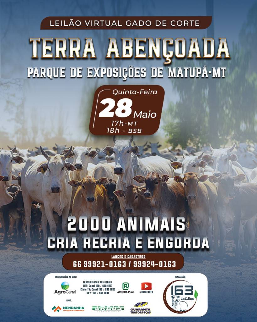 Leilão de Gado de Corte Terra Abençoada hoje às 18h no AgroCanal	
