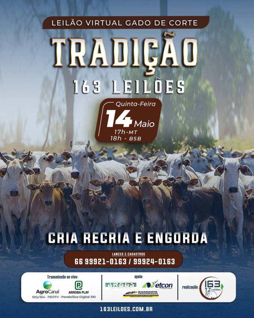 Leilão Virtual Gado de Corte Tradição nesta quinta-feira às 18h no Agro Canal