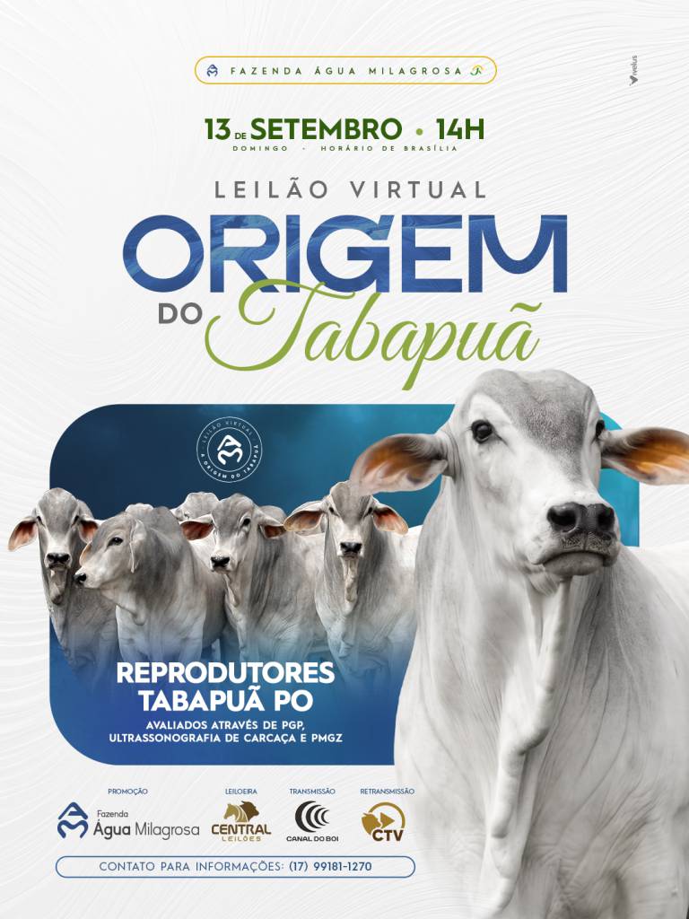 Leilão Virtual Origem do Tabapuã oferta reprodutores avaliados hoje às 14h no Canal do Boi