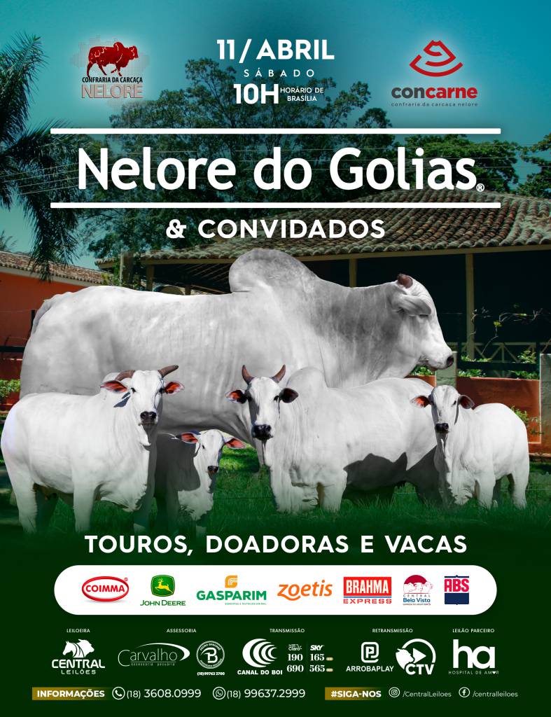 Leilão Nelore do Golias oferta touros, doadoras e vacas hoje às 10h no Canal do Boi
