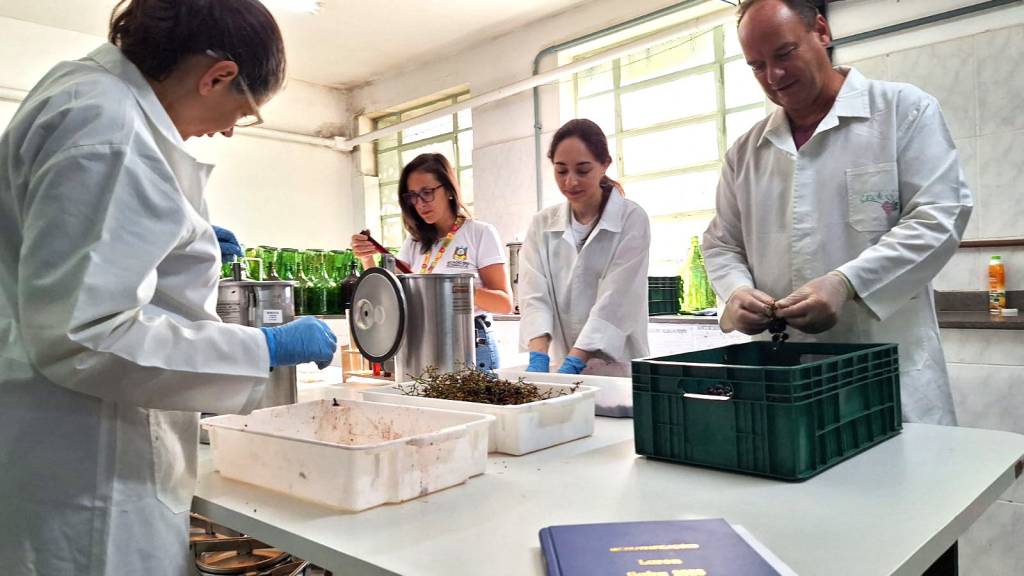 Safra de vinhos 2026 começa a ser avaliada no laboratório de referência do Rio Grande do Sul