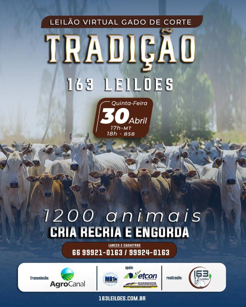 Agrocanal transmite Leilão Gado de Corte Tradição nesta quinta às 18h