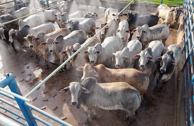 Gado magro sobe e empurra arroba do boi gordo para novas altas no país
