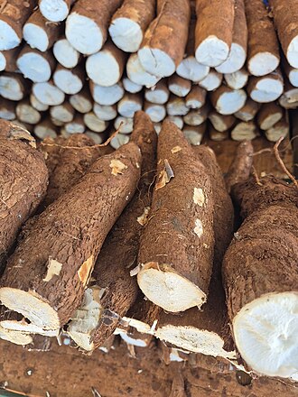 Oferta limitada impulsiona preços e trava avanço da indústria da mandioca