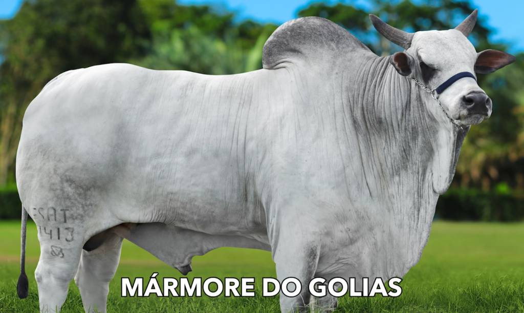 Venda especial de sêmen hoje às 20h30 no Canal do Boi