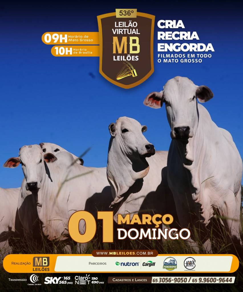 MB Leilões oferta animais para cria, recria e engorda neste domingo no Canal do Boi e Agro Canal