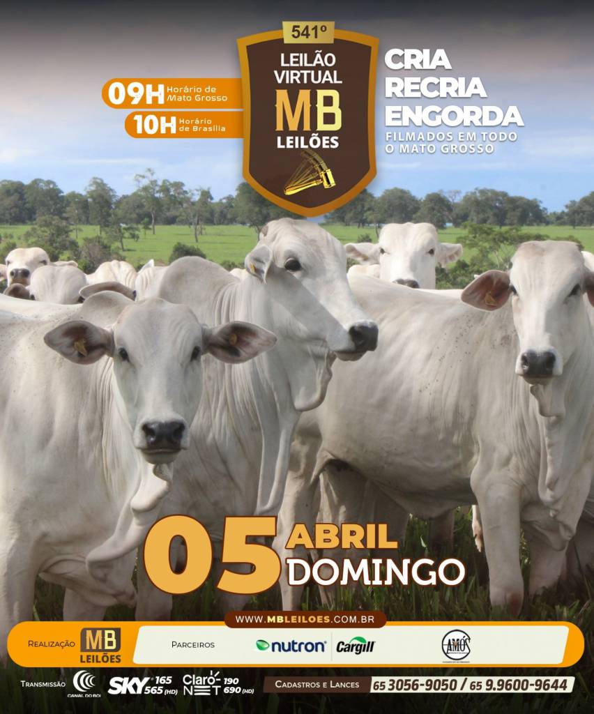 MB Leilões oferta animais para cria, recria e engorda neste domingo no Canal do Boi e Agro Canal