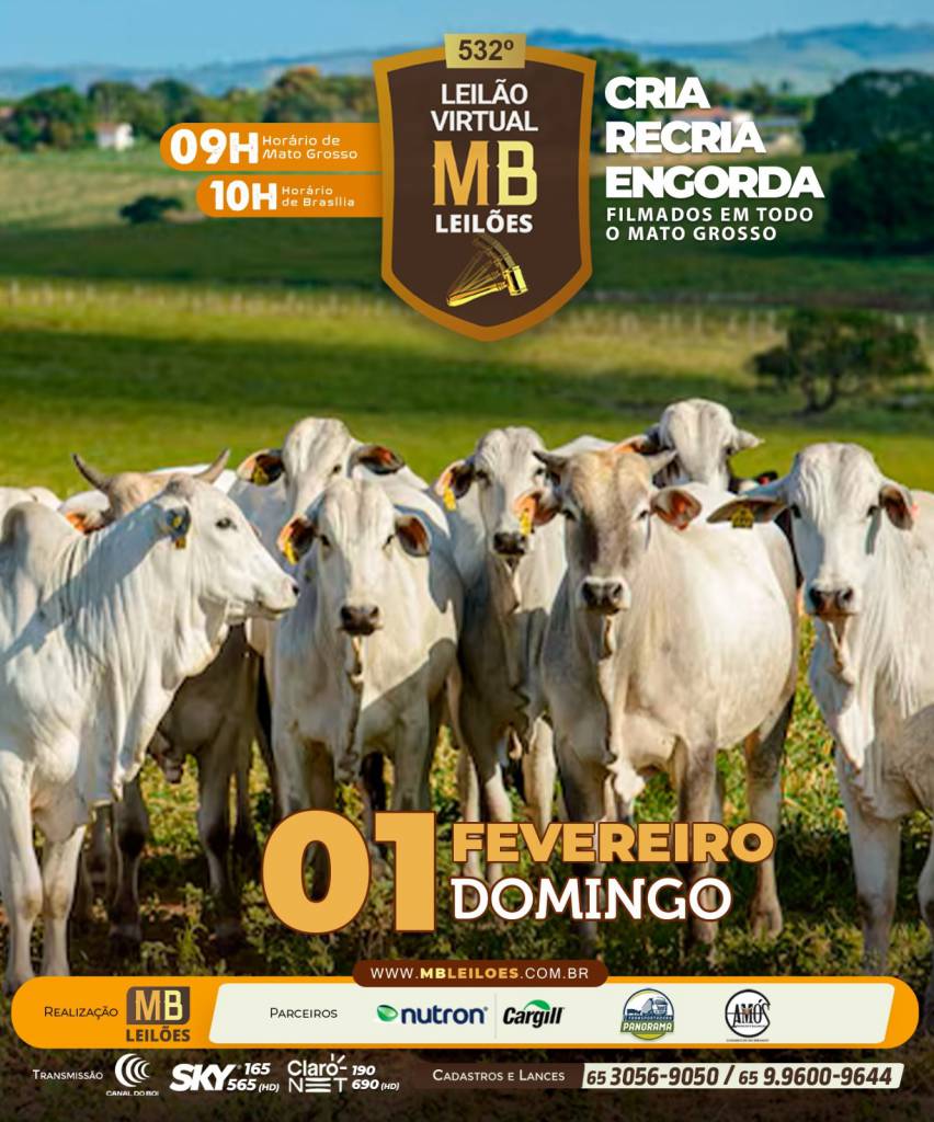 MB Leilões oferta animais para cria, recria e engorda neste domingo no Canal do Boi