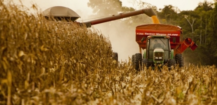 Cotação do milho volta à casa dos R$ 65,00 a saca