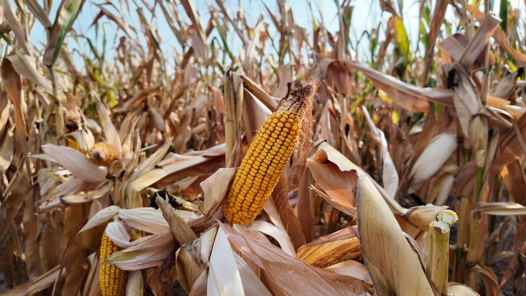 Uso de milho para etanol nos EUA aumenta 2% em dezembro, a 12,4 milhões de toneladas