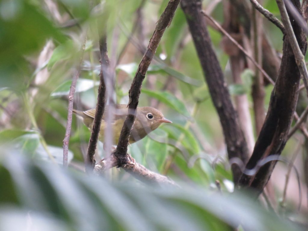 Turismo de observação de aves ganha destaque na COP15 com registro raro em MS e reforça debate sobre conservação