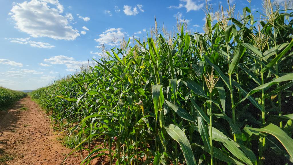 Crescimento do agro fortalece PIB e reforça protagonismo de Minas Gerais