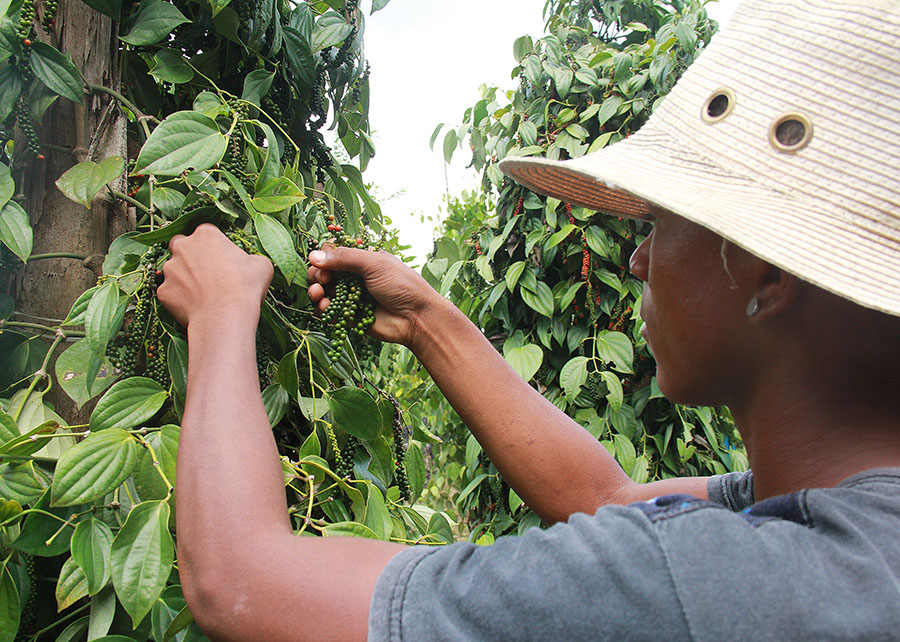 Bactérias beneficiam o cultivo de pimenta-do-reino e podem reduzir o uso de produtos químicos