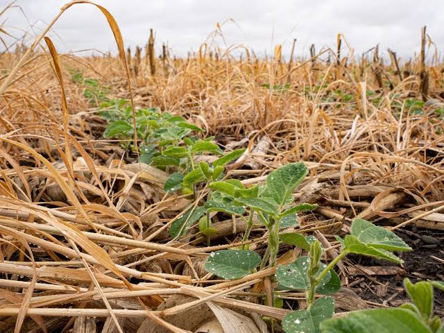 El Niño no 2º semestre exige cuidados redobrados com a conservação do solo