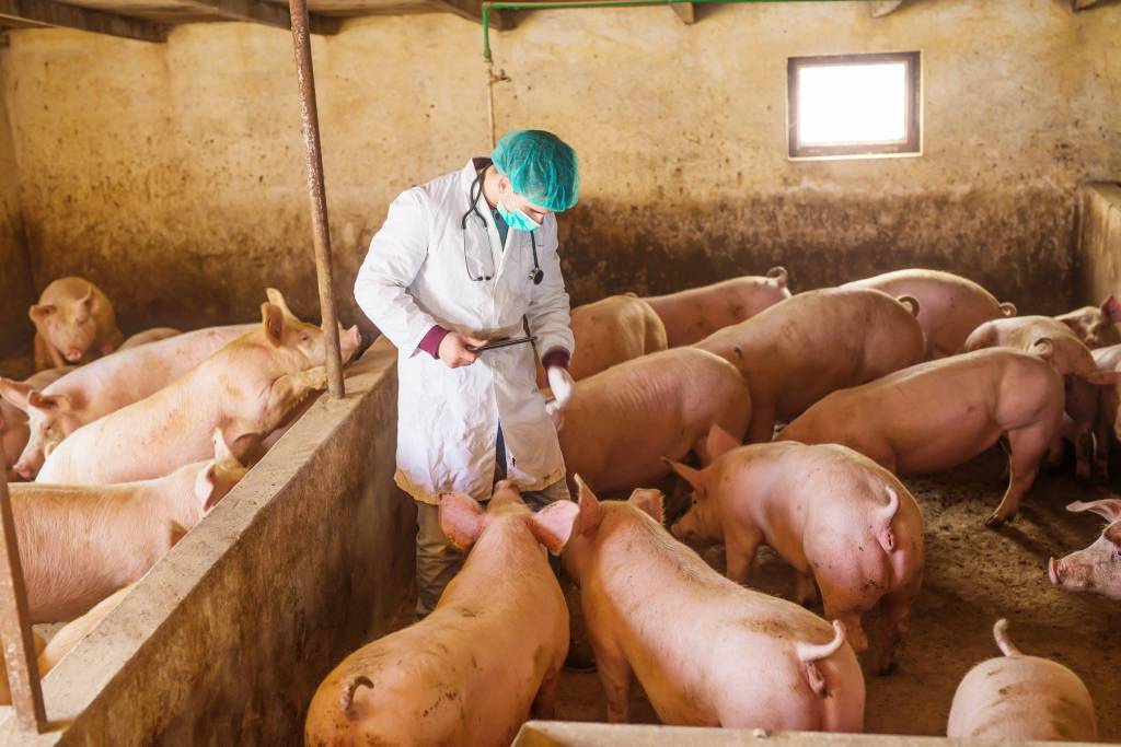 Carne suína ganha competitividade frente ao frango e perde frente ao boi