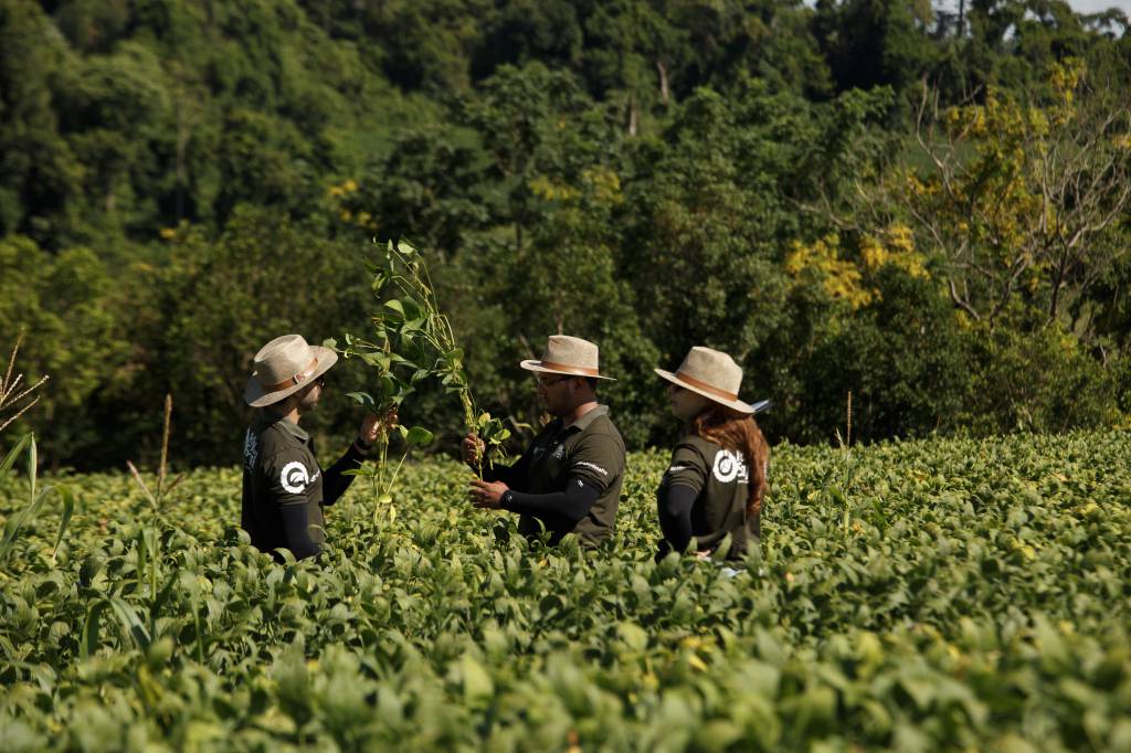 Rally da Safra avalia lavouras de soja e projeta recuperação de produtividade no Mato Grosso do Sul