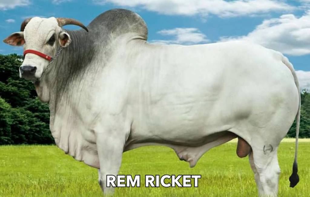 Canal do Boi transmite hoje às 20h venda especial de sêmen do Genética BR