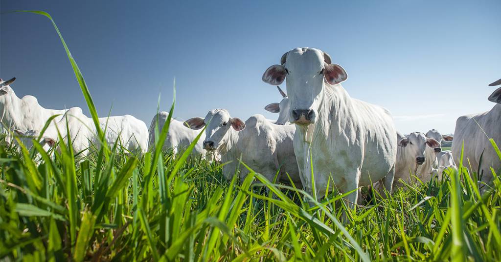 Entidades da pecuária rejeitam adoção de exigências da União Europeia sobre antimicrobianos no Brasil
