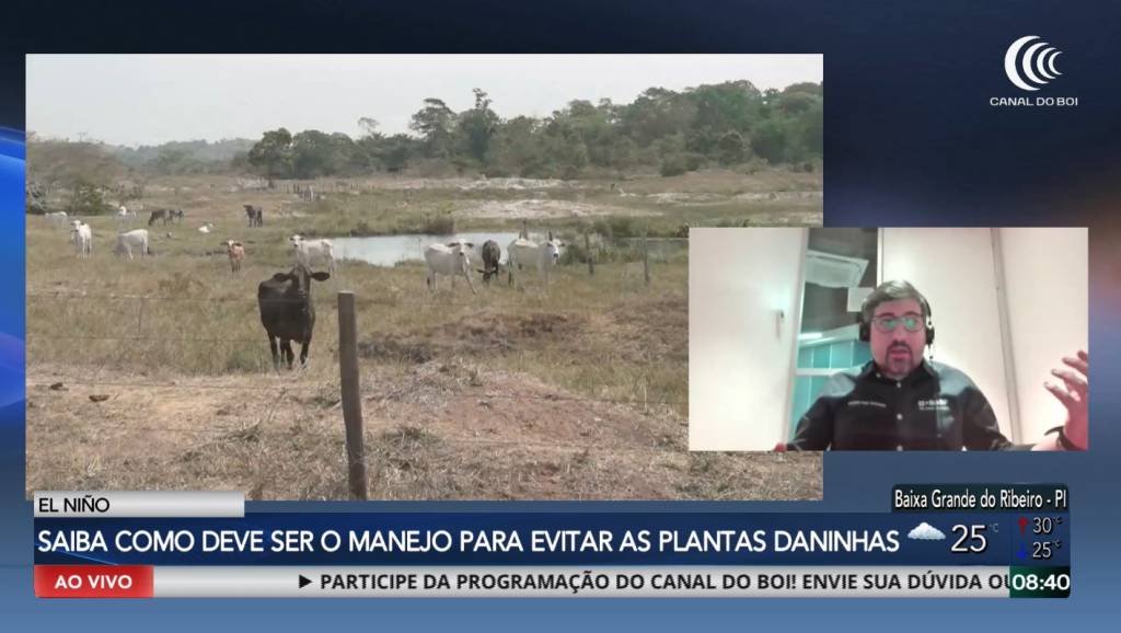 Entenda como deve ser o manejo para evitar o aumento da incidência de plantas daninhas causado pelo El Niño