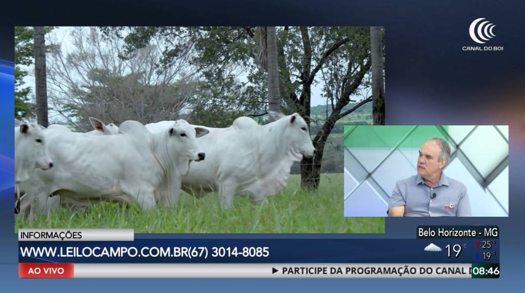 6º Leilão Sete Estrelas Patrimônio Genético oferta reprodutores e matrizes nelore PO no Canal do Boi