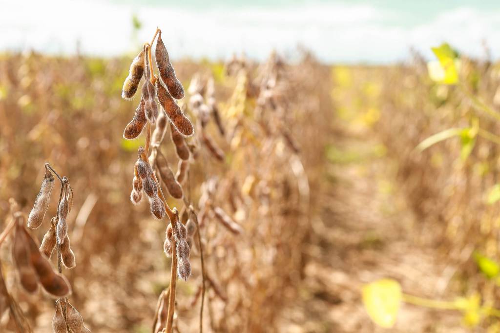 Cotações da soja seguem enfraquecidos no Brasil