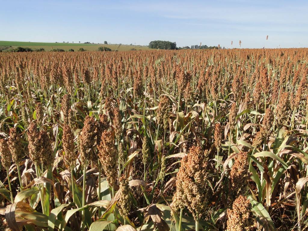 AgRural: safrinha de milho registra perdas no oeste do PR com estiagem e calor