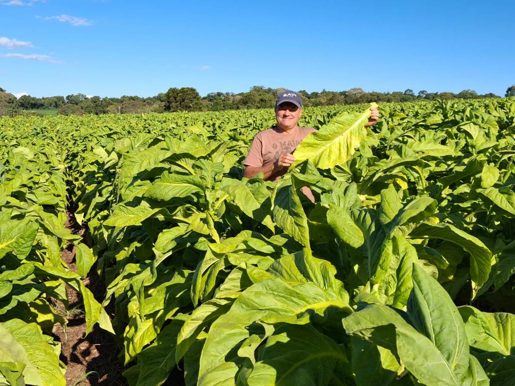 Tabaco: receita cambial em 2025 é recorde de US$ 3,4 bilhões (+ 14% ante 2024)