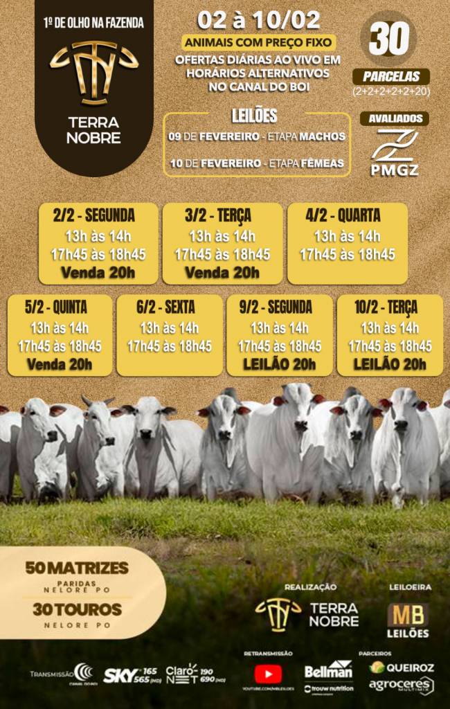 1º De Olho na Fazenda Terra Nobre vende a preço fixo 50 matrizes paridas e 30 touros nelore PO no Canal do Boi