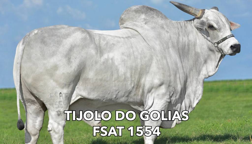 Canal do Boi transmite hoje às 20h venda especial de sêmen do Genética BR