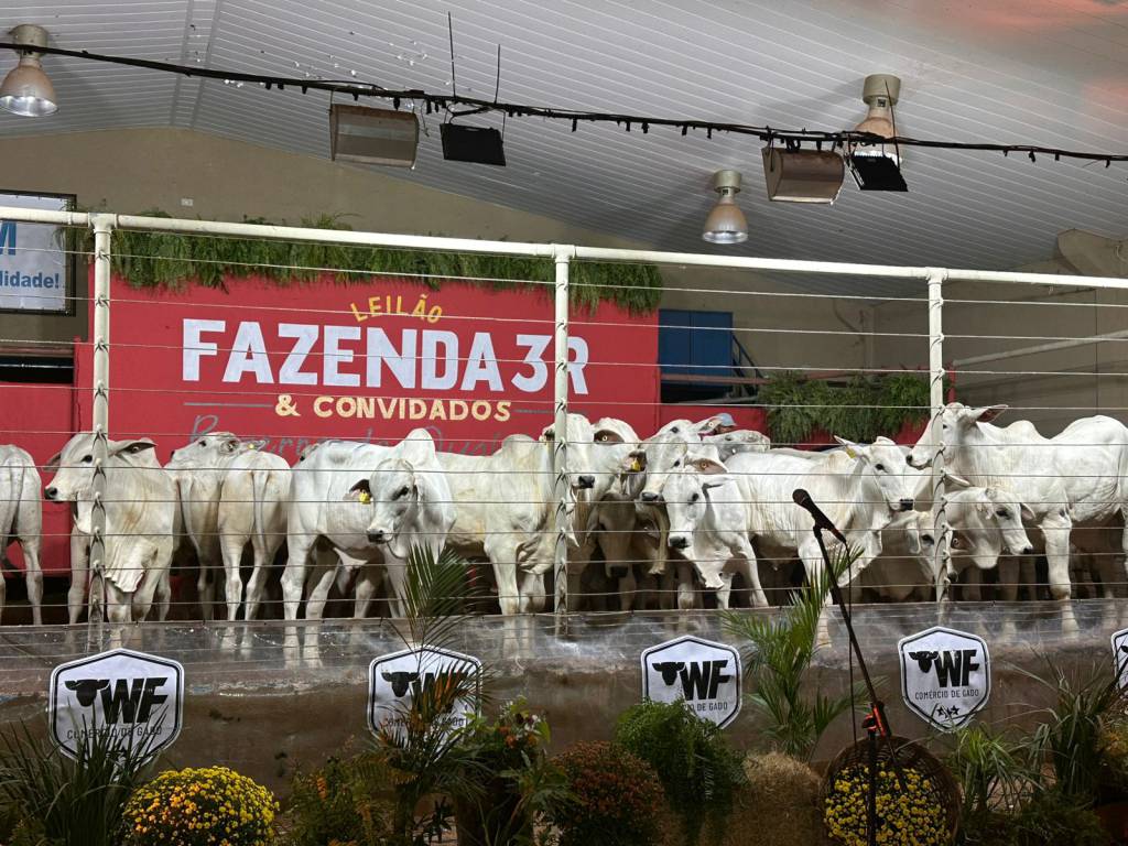 Capital do Bezerro de Qualidade confirma valorização da reposição em remate da Fazenda 3R