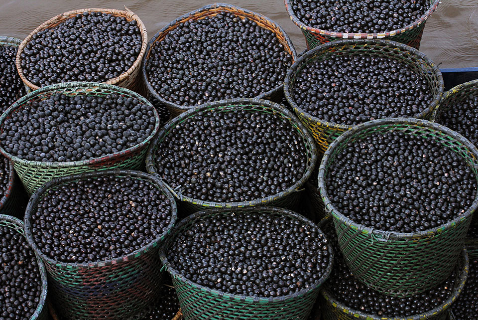 Nanofertilizante produzido com caroço de açaí estimula crescimento de milho e sorgo