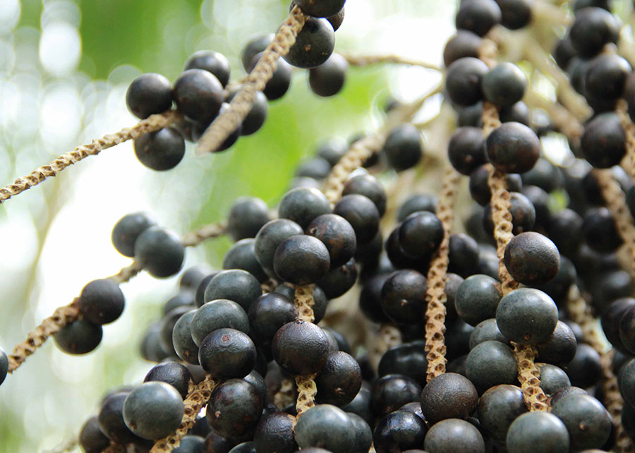 Pesquisadores da Amazônia sequenciam, pela primeira vez, o genoma do açaí