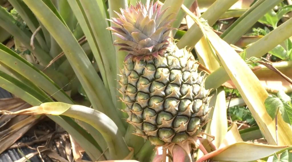 Conab divulga lista com bônus da PGPAF atualizada