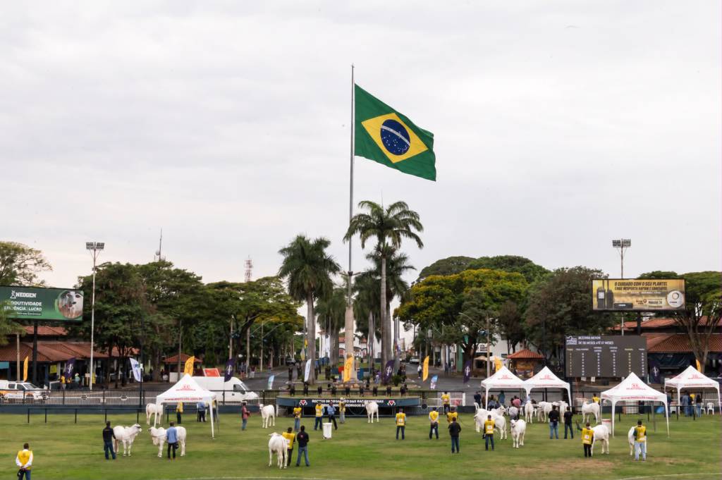 Exposições Nacionais de Brahman e Guzerá atraem visitantes de vários países