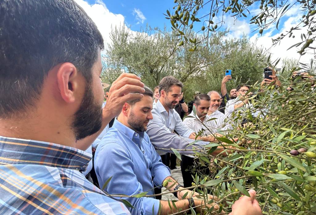 Abertura da colheita confirma expectativa de safra recorde de azeite de oliva no Rio Grande do Sul