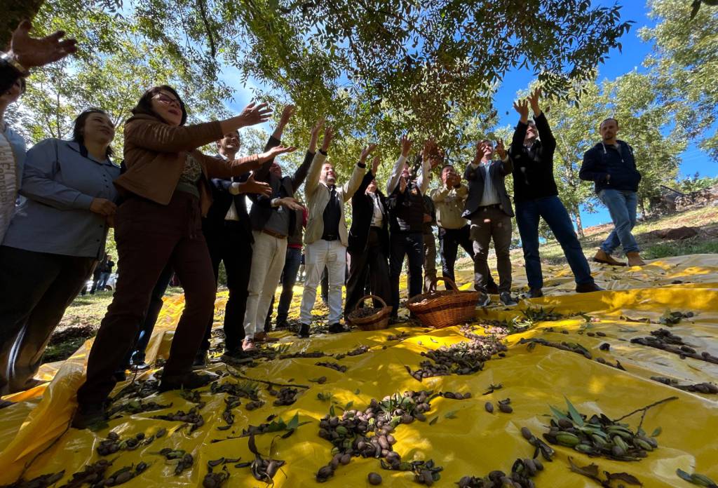 Noz-pecã mira safra de até 8 mil toneladas após abertura da colheita da safra