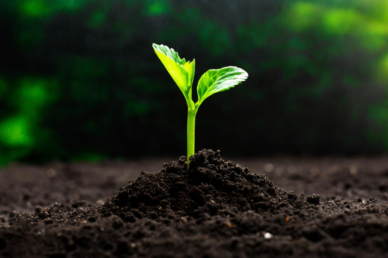 Mapa cria canal exclusivo para notificação de suspeitas de novas pragas