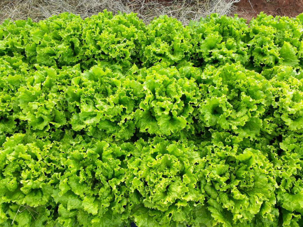 Aquecimento da demanda do alface impulsiona preços na Ceagesp