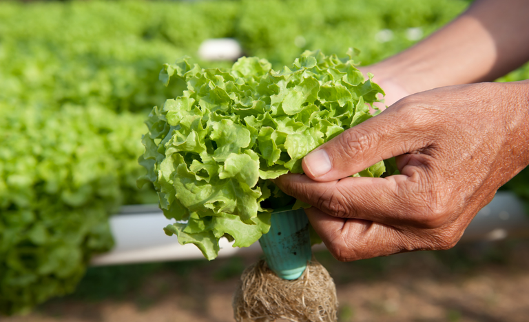 Mapa institui Sistema Nacional de Certificação Fitossanitária de Origem