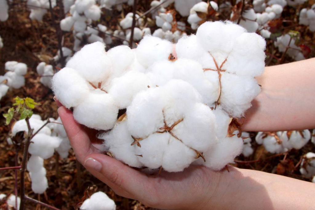 Redução das chuvas no sul de Mato Grosso coloca cotonicultores em alerta